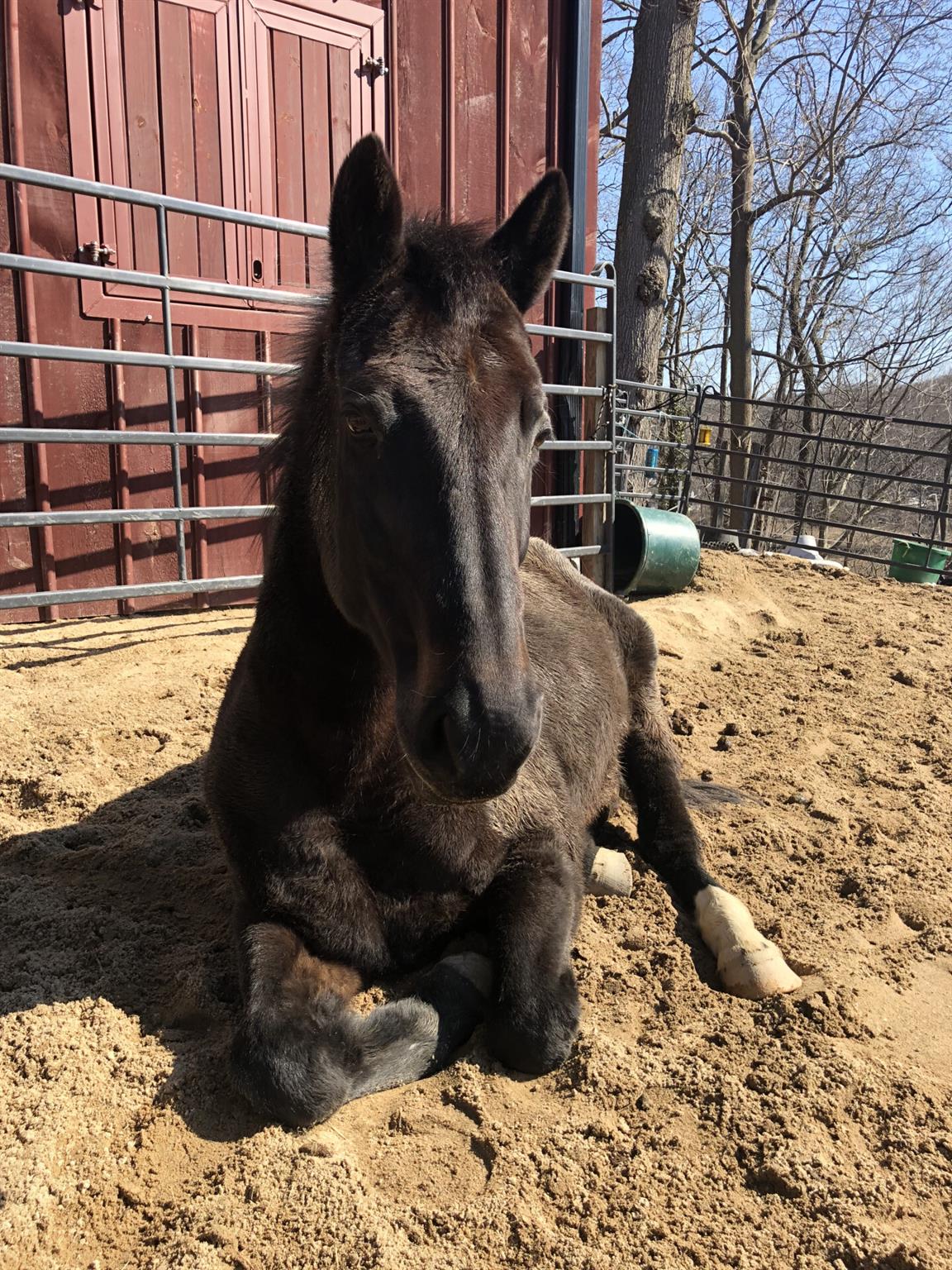 #19 photo, Smithtown, サフォーク郡 Smithtown , NY 11787