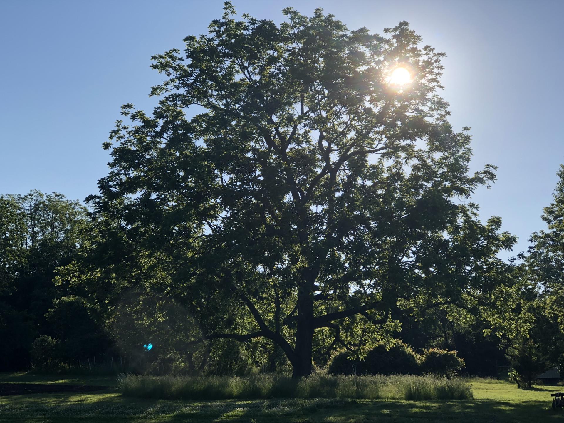 #8 photo, Smithtown, サフォーク郡 Smithtown , NY 11787