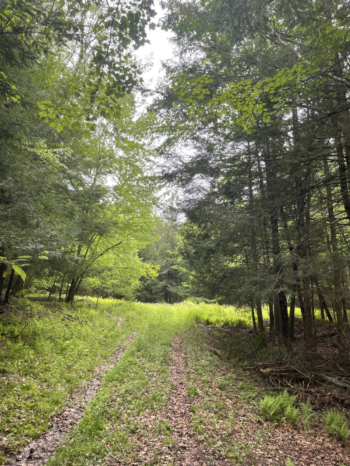 #1 photo, 39 Birch Lane, Swan Lake , NY 12783