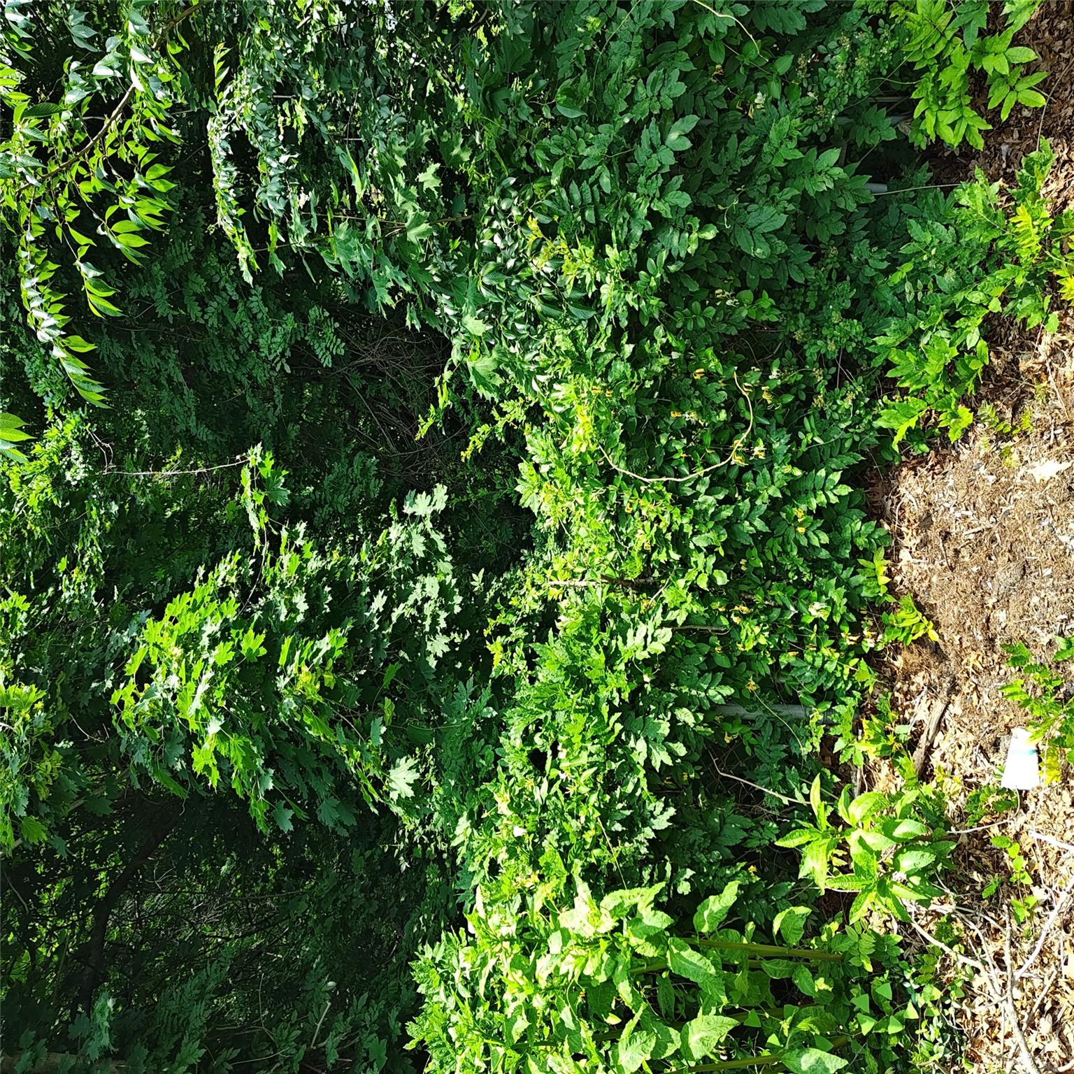 #7 photo, 105 Gray Avenue, 東長島 Medford , NY 11763