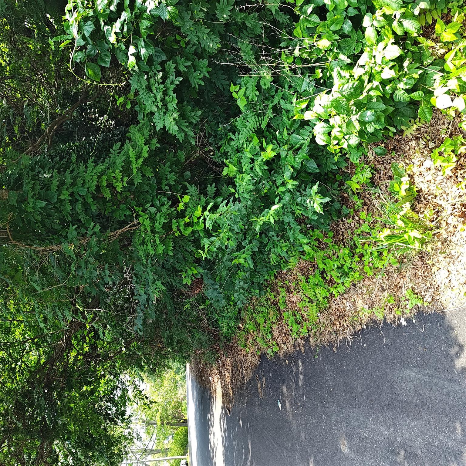 #9 photo, 105 Gray Avenue, 東長島 Medford , NY 11763