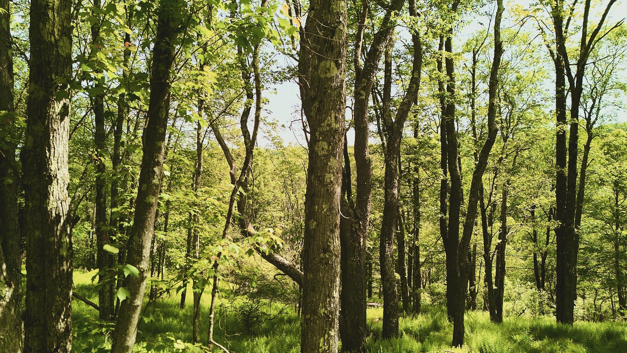 #2 photo, 00 Benton Hollow, Liberty , NY 12754