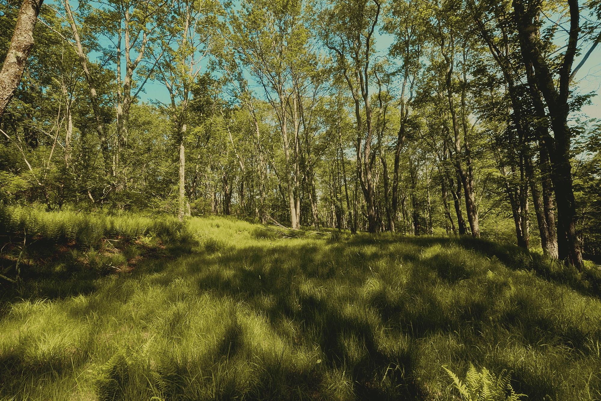 #4 photo, 00 Benton Hollow, Liberty , NY 12754