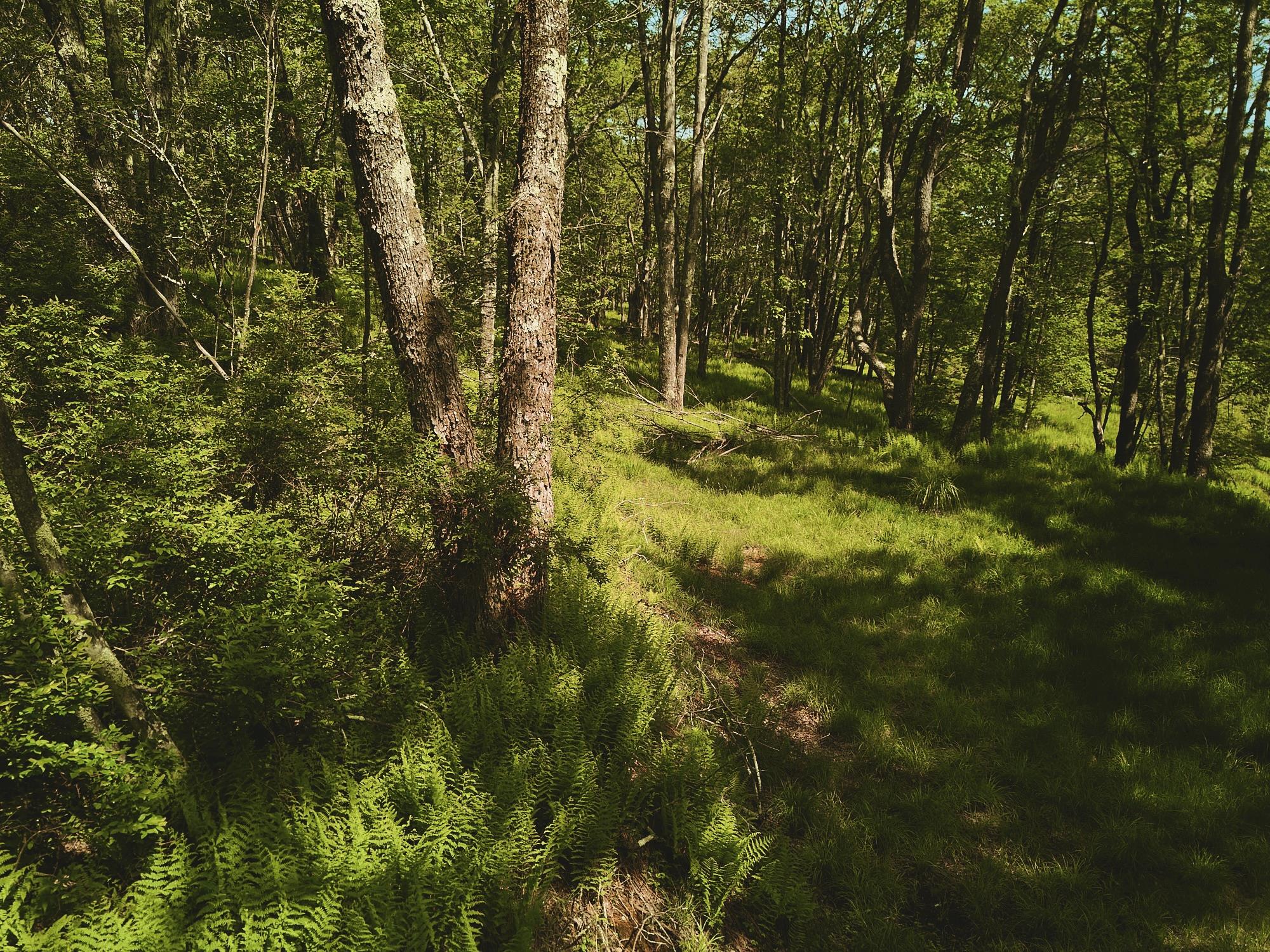 #5 photo, 00 Benton Hollow, Liberty , NY 12754