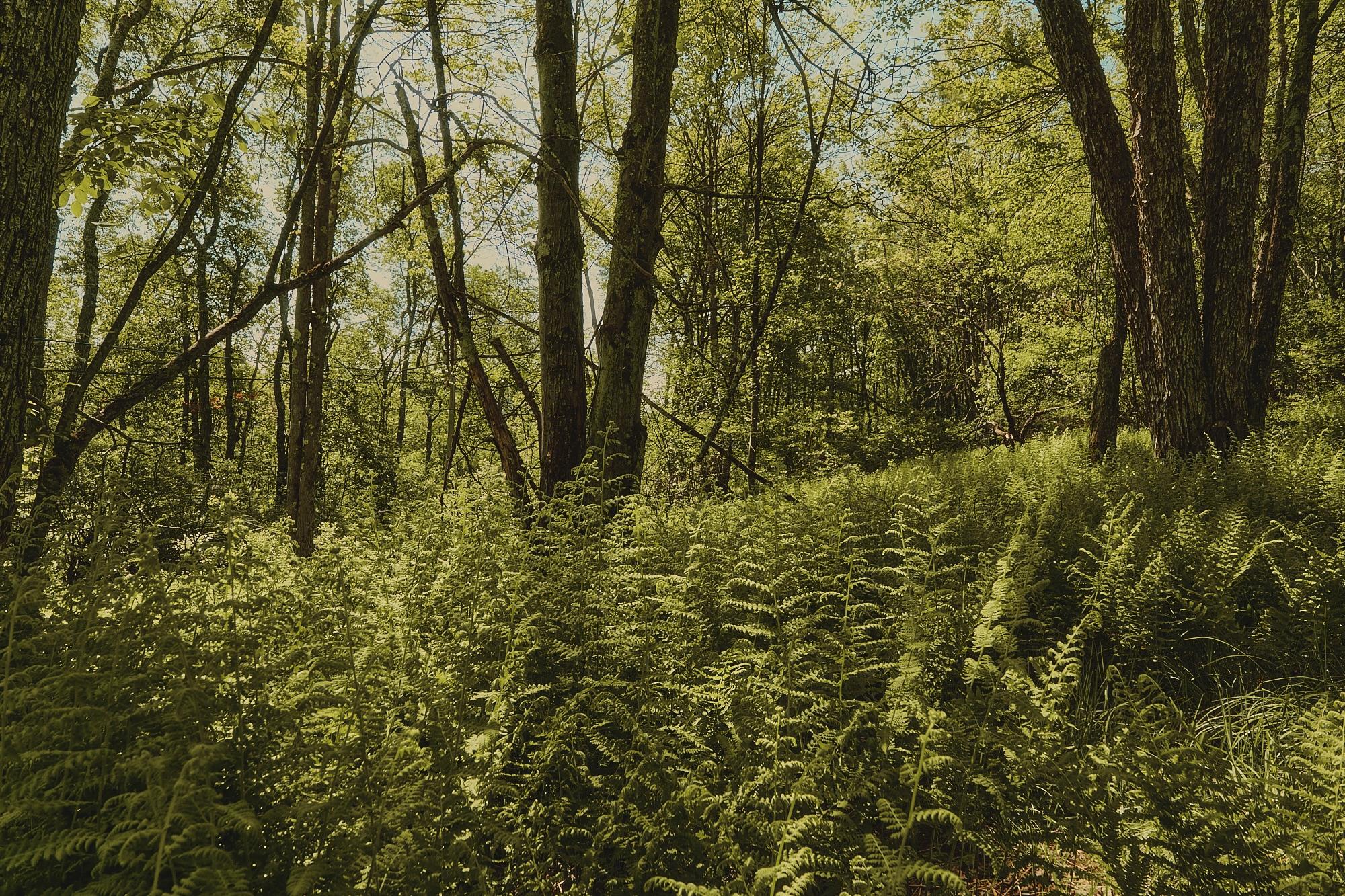 #7 photo, 00 Benton Hollow, Liberty , NY 12754