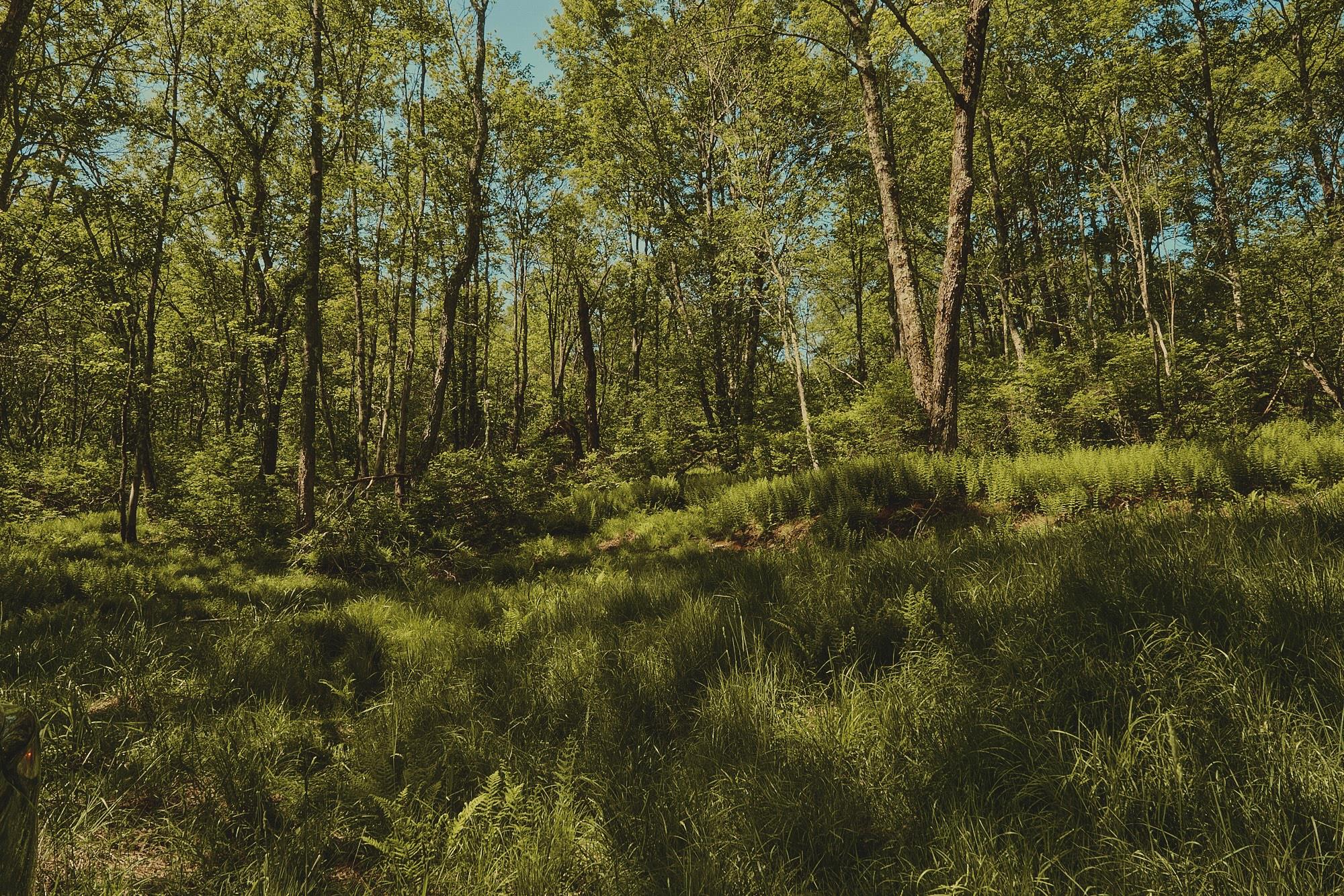 #8 photo, 00 Benton Hollow, Liberty , NY 12754