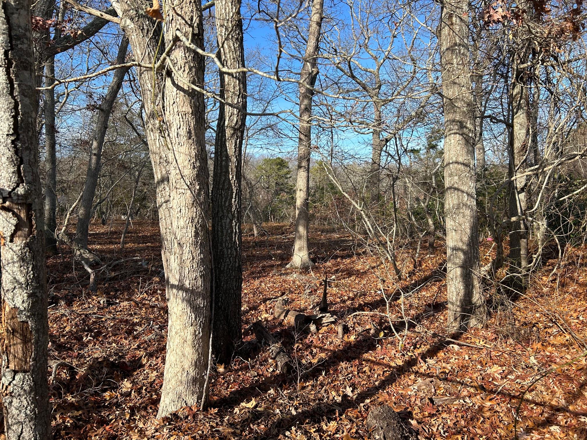 #4 photo, 267 Old Country Road, サフォーク郡 Eastport , NY 11941