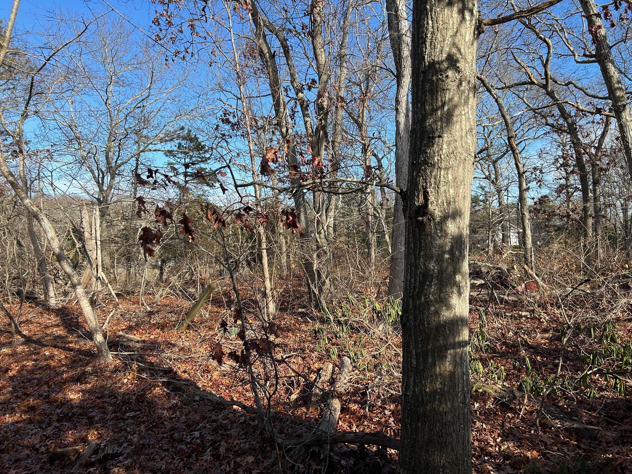 #5 photo, 267 Old Country Road, サフォーク郡 Eastport , NY 11941