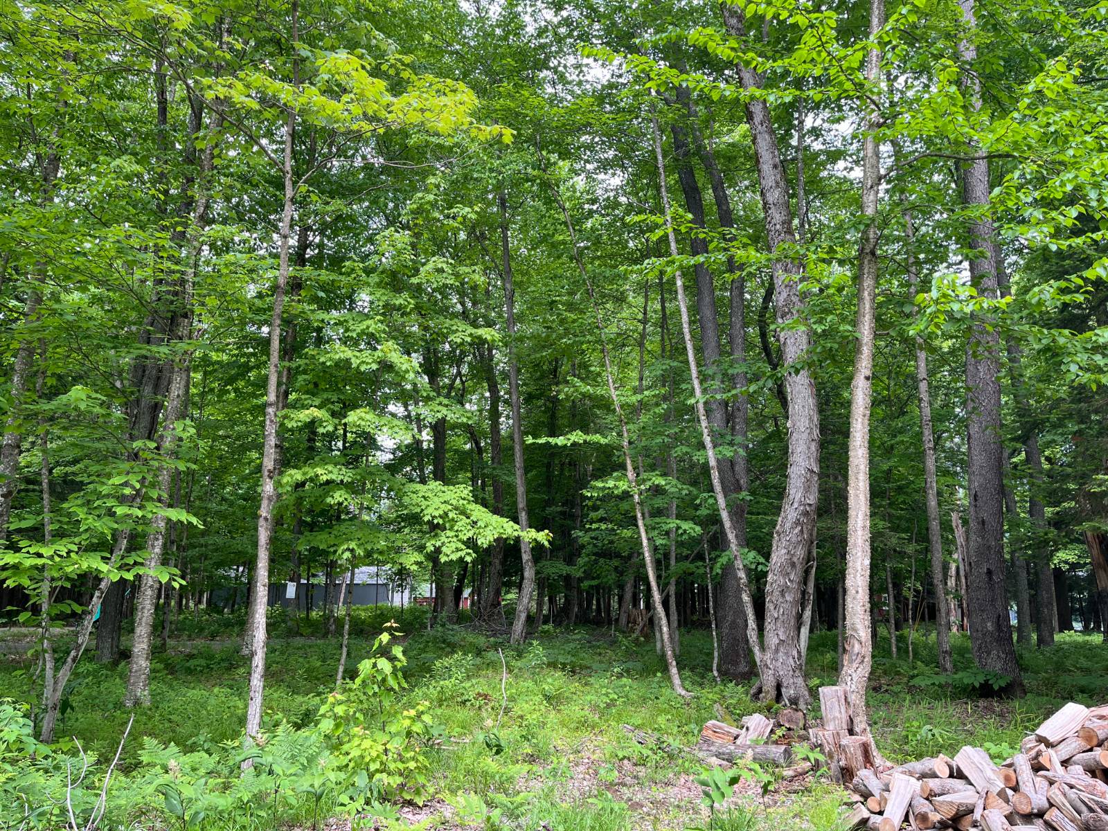 #12 photo, 40 Cooks Pond Rd, Cranberry Lake , NY 12927