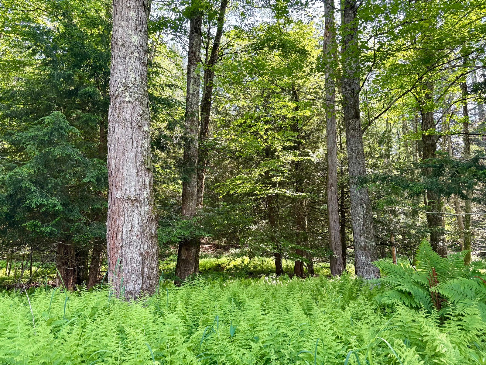 #10 photo, 245 Mountain Rd, Windsor , NY 13865