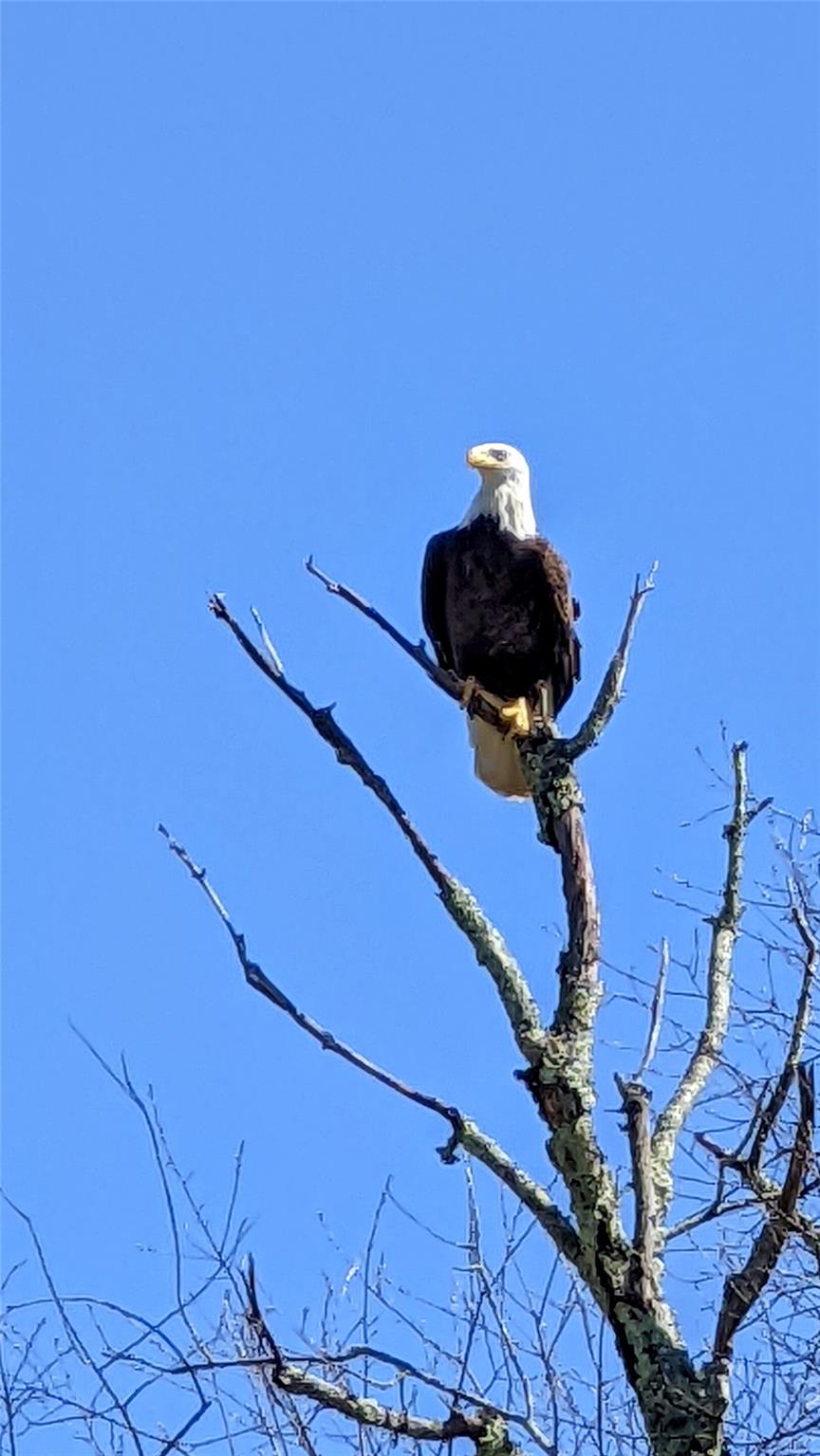 #10 photo, John Bishop Road, Swan Lake , NY 12783