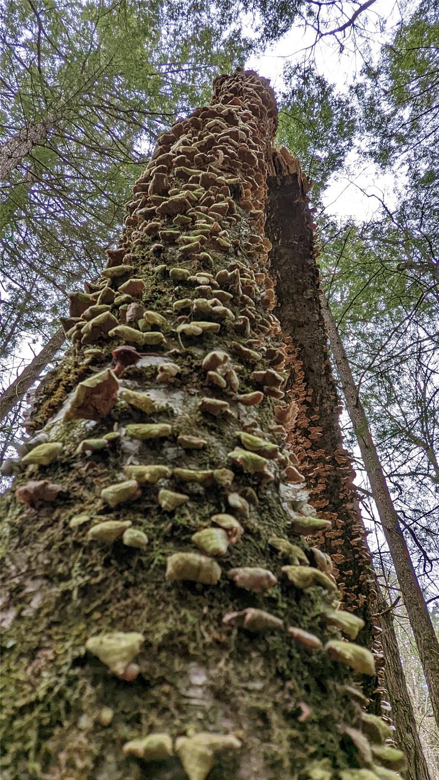 #13 photo, John Bishop Road, Swan Lake , NY 12783