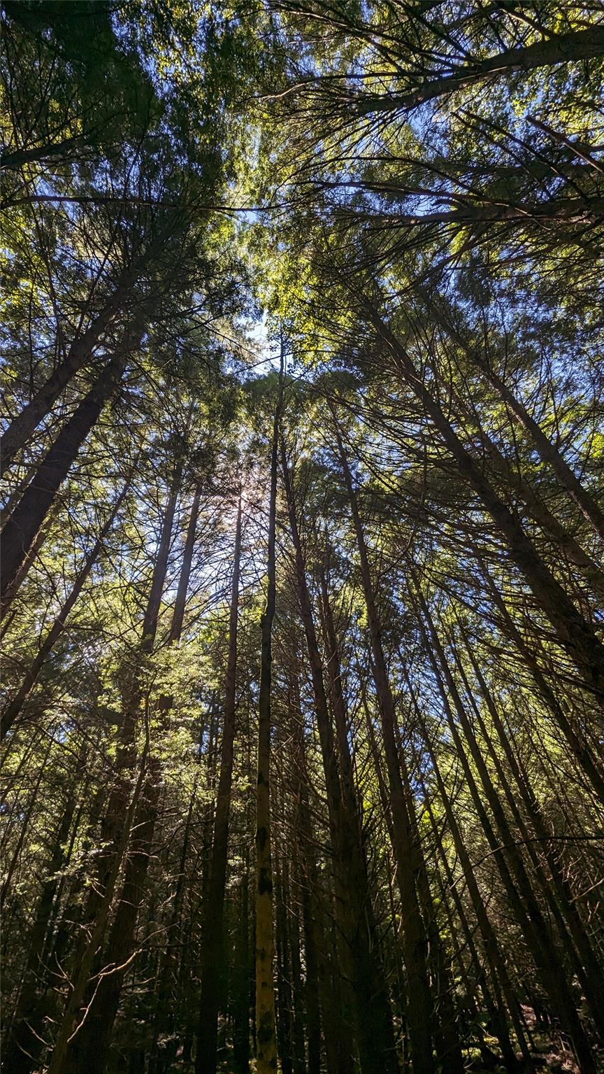 #2 photo, John Bishop Road, Swan Lake , NY 12783