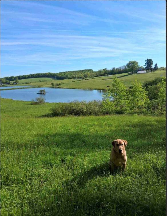 #12 photo, 233 Casey Cheese Factory Road, Sherburne , NY 13460