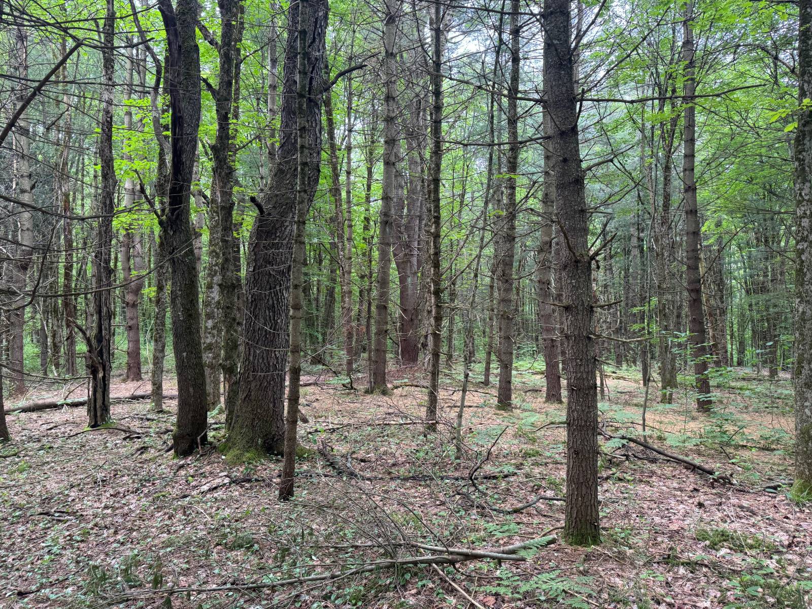 #28 photo, 192 St Rt 13, Williamstown , NY 13493