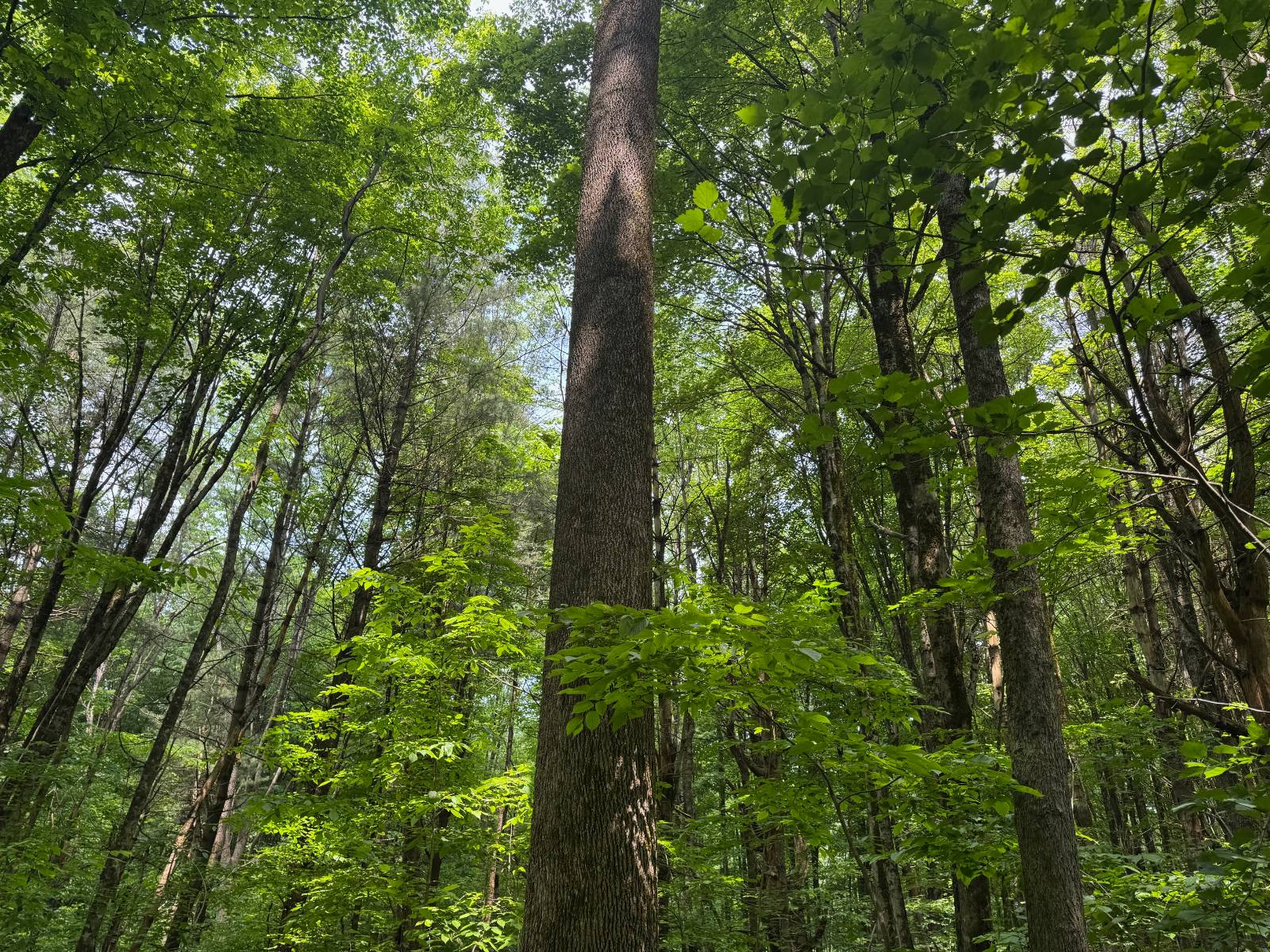 #29 photo, 192 St Rt 13, Williamstown , NY 13493