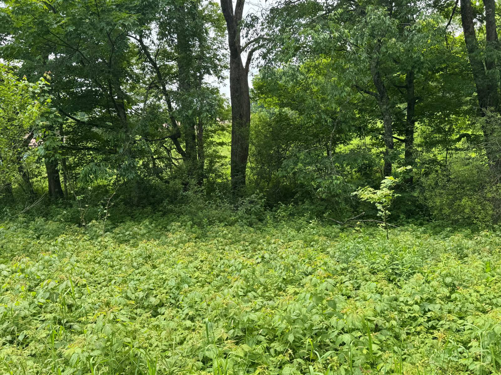 #32 photo, 192 St Rt 13, Williamstown , NY 13493