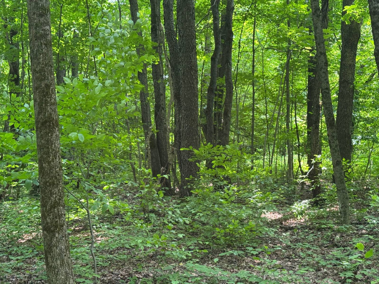 #33 photo, 192 St Rt 13, Williamstown , NY 13493