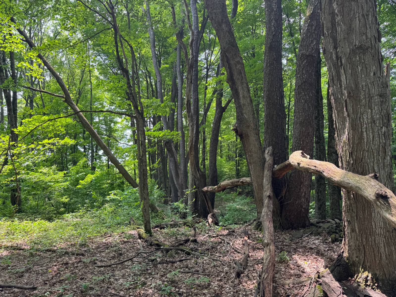 #34 photo, 192 St Rt 13, Williamstown , NY 13493