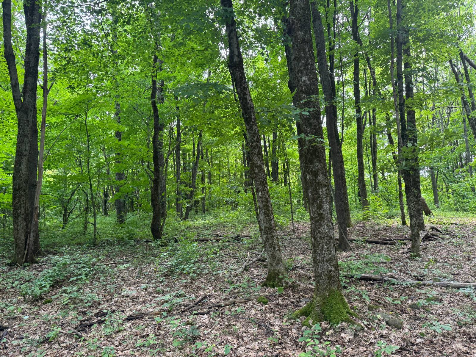 #38 photo, 192 St Rt 13, Williamstown , NY 13493