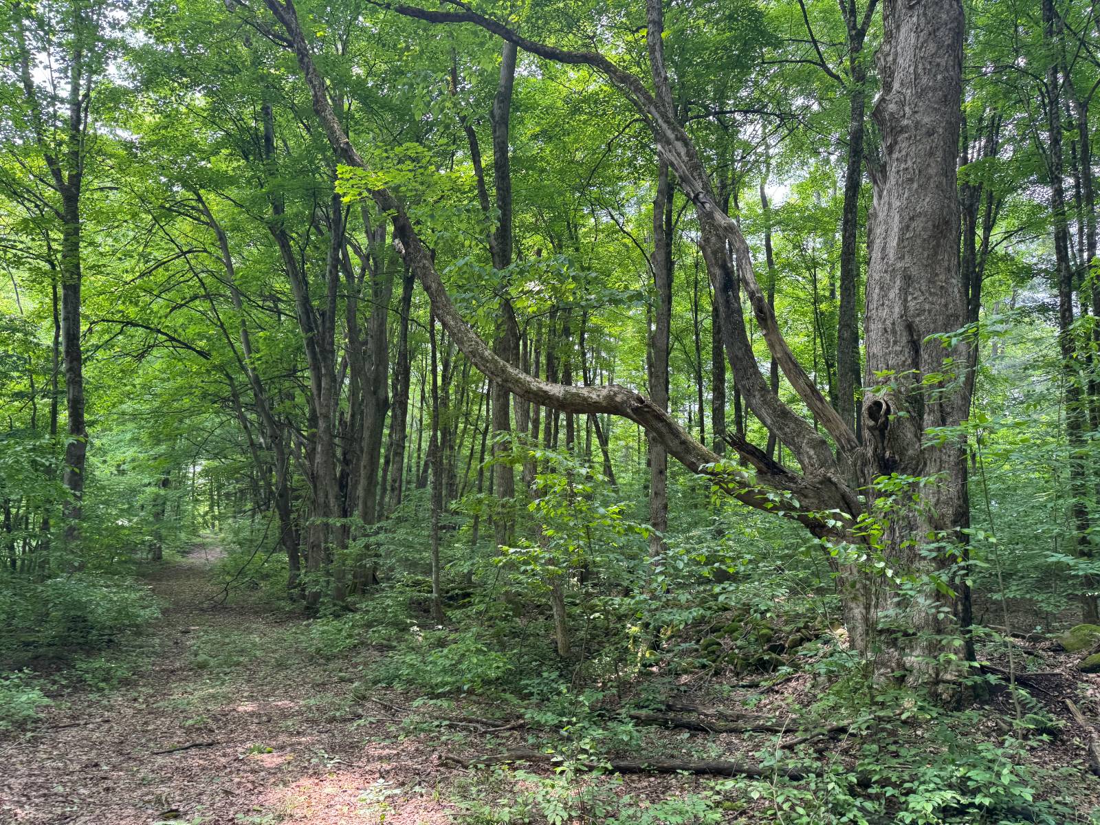 #39 photo, 192 St Rt 13, Williamstown , NY 13493