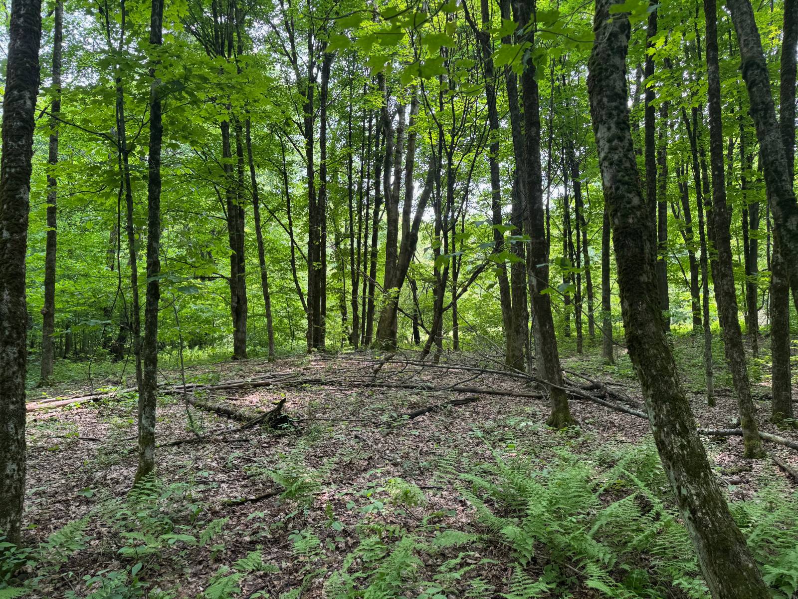 #40 photo, 192 St Rt 13, Williamstown , NY 13493