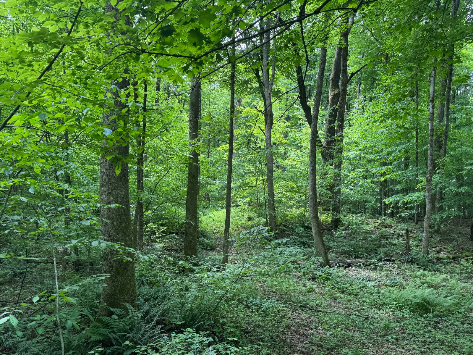 #44 photo, 192 St Rt 13, Williamstown , NY 13493