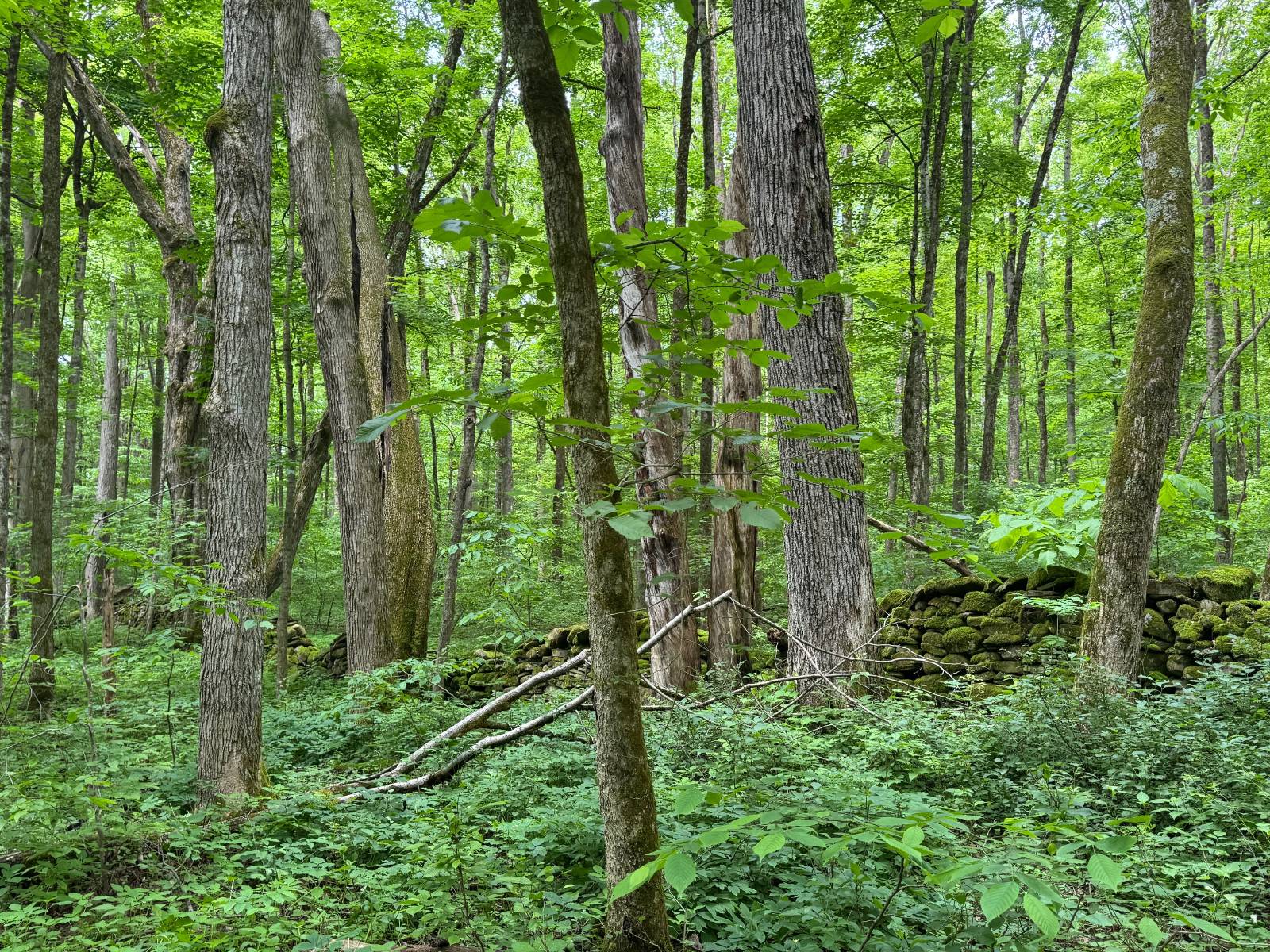 #45 photo, 192 St Rt 13, Williamstown , NY 13493