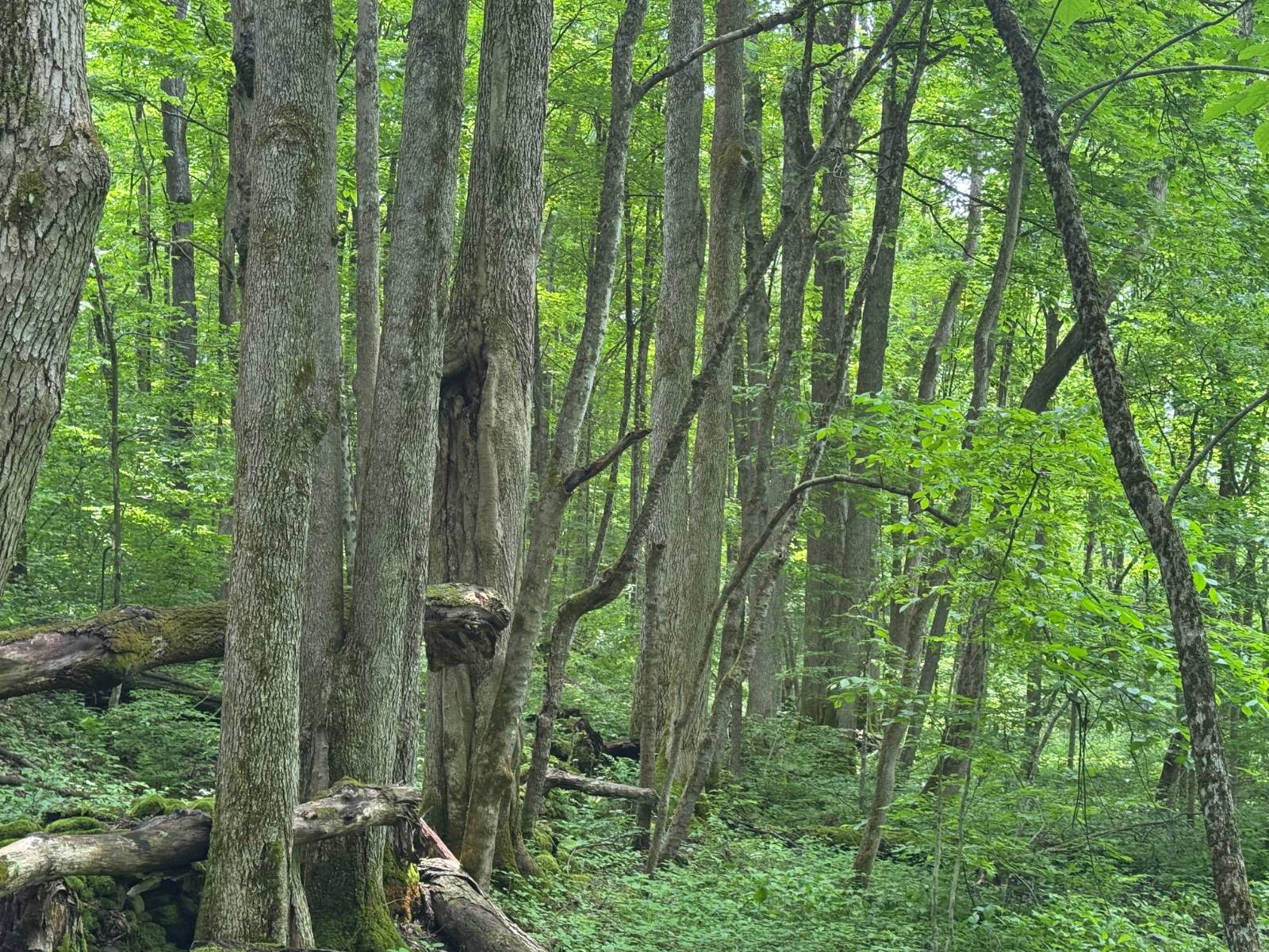 #46 photo, 192 St Rt 13, Williamstown , NY 13493