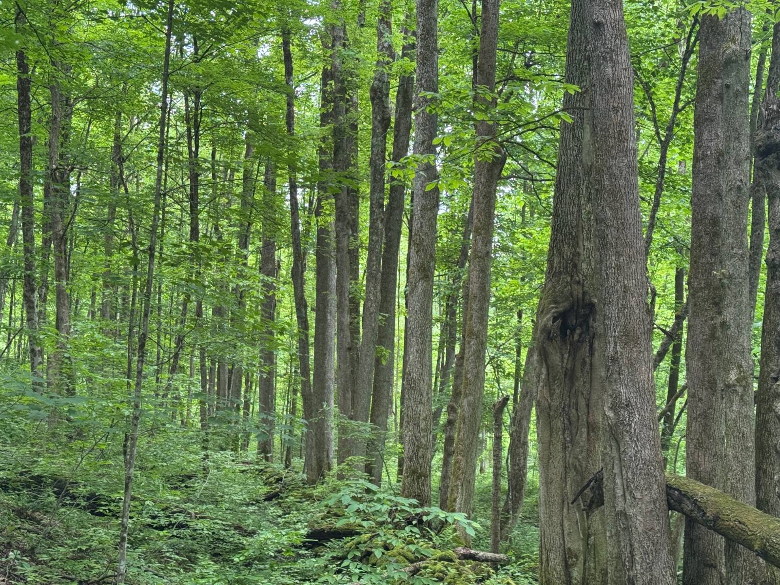 #47 photo, 192 St Rt 13, Williamstown , NY 13493