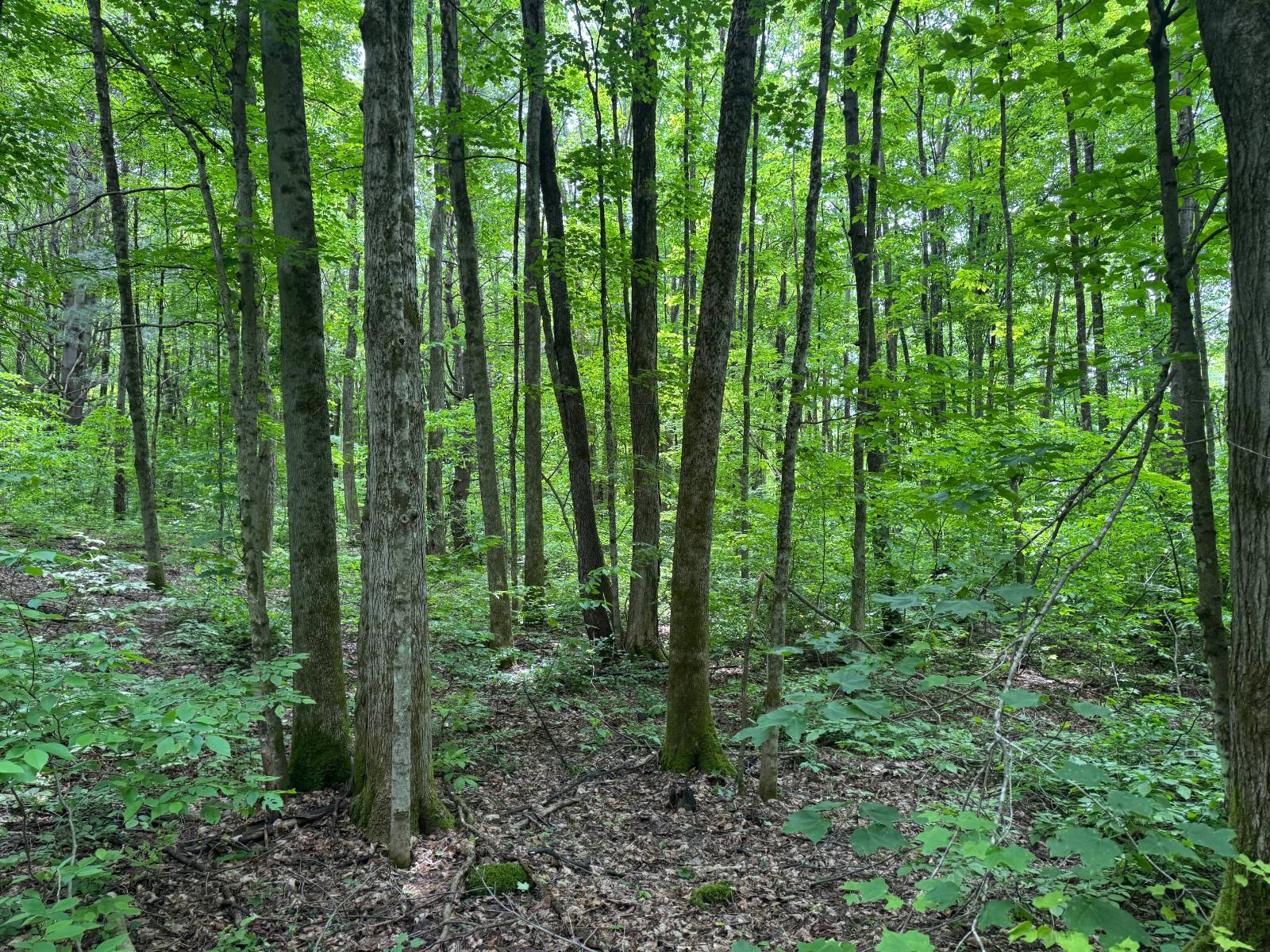 #48 photo, 192 St Rt 13, Williamstown , NY 13493