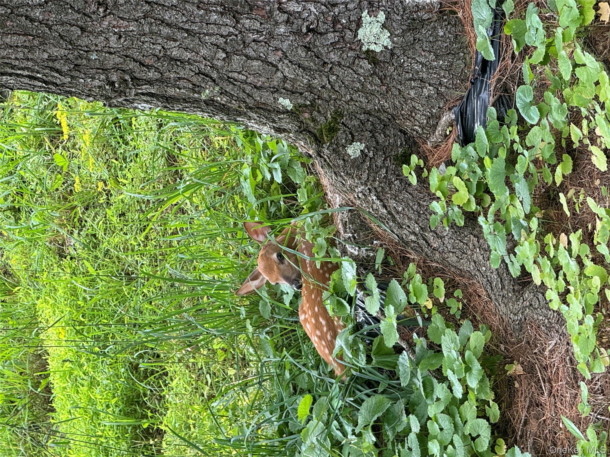 #6 photo, Hessinger Lare Road, Youngsville , NY 12791