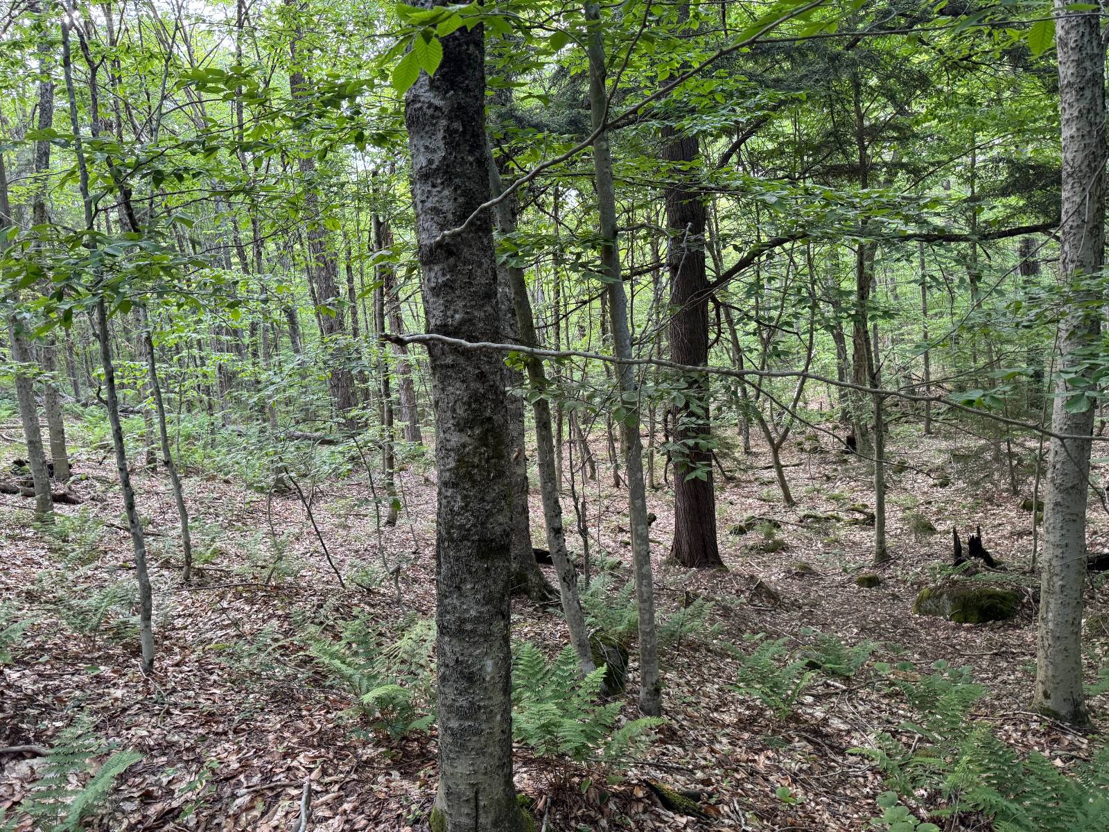 #28 photo, 00 Withers Rd, Ohio , NY 13324