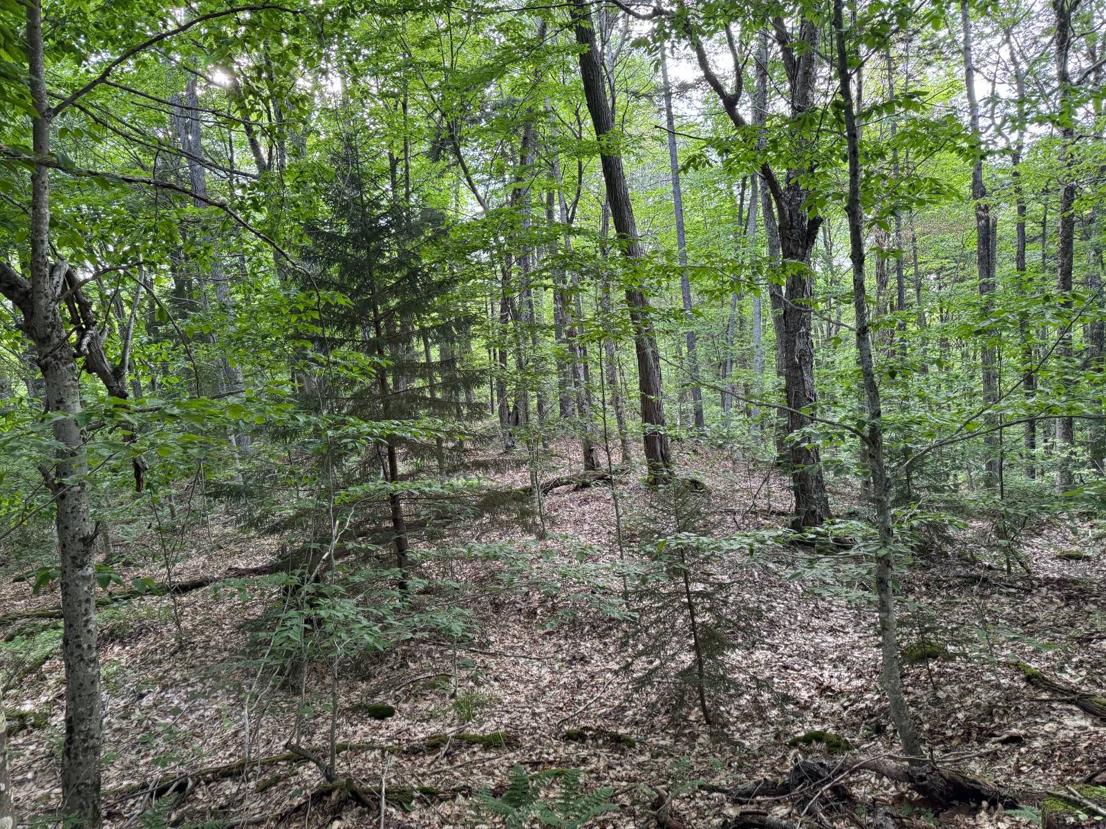 #29 photo, 00 Withers Rd, Ohio , NY 13324