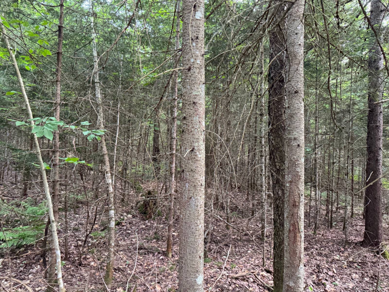 #31 photo, 00 Withers Rd, Ohio , NY 13324