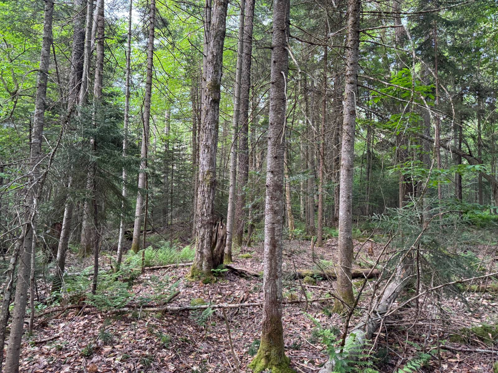 #32 photo, 00 Withers Rd, Ohio , NY 13324