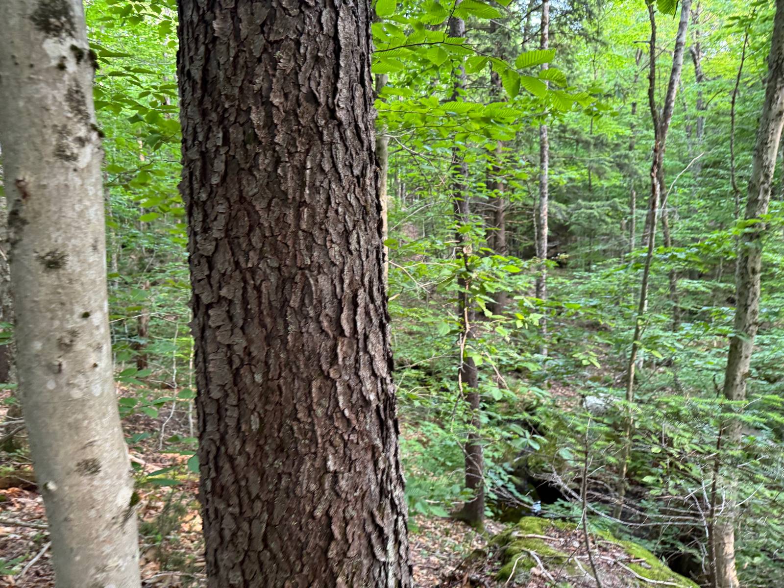 #33 photo, 00 Withers Rd, Ohio , NY 13324