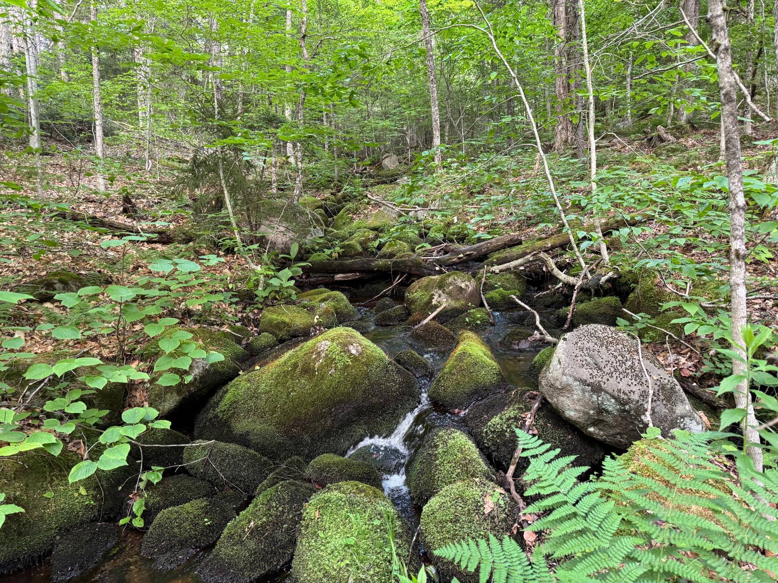 #6 photo, 00 Withers Rd, Ohio , NY 13324