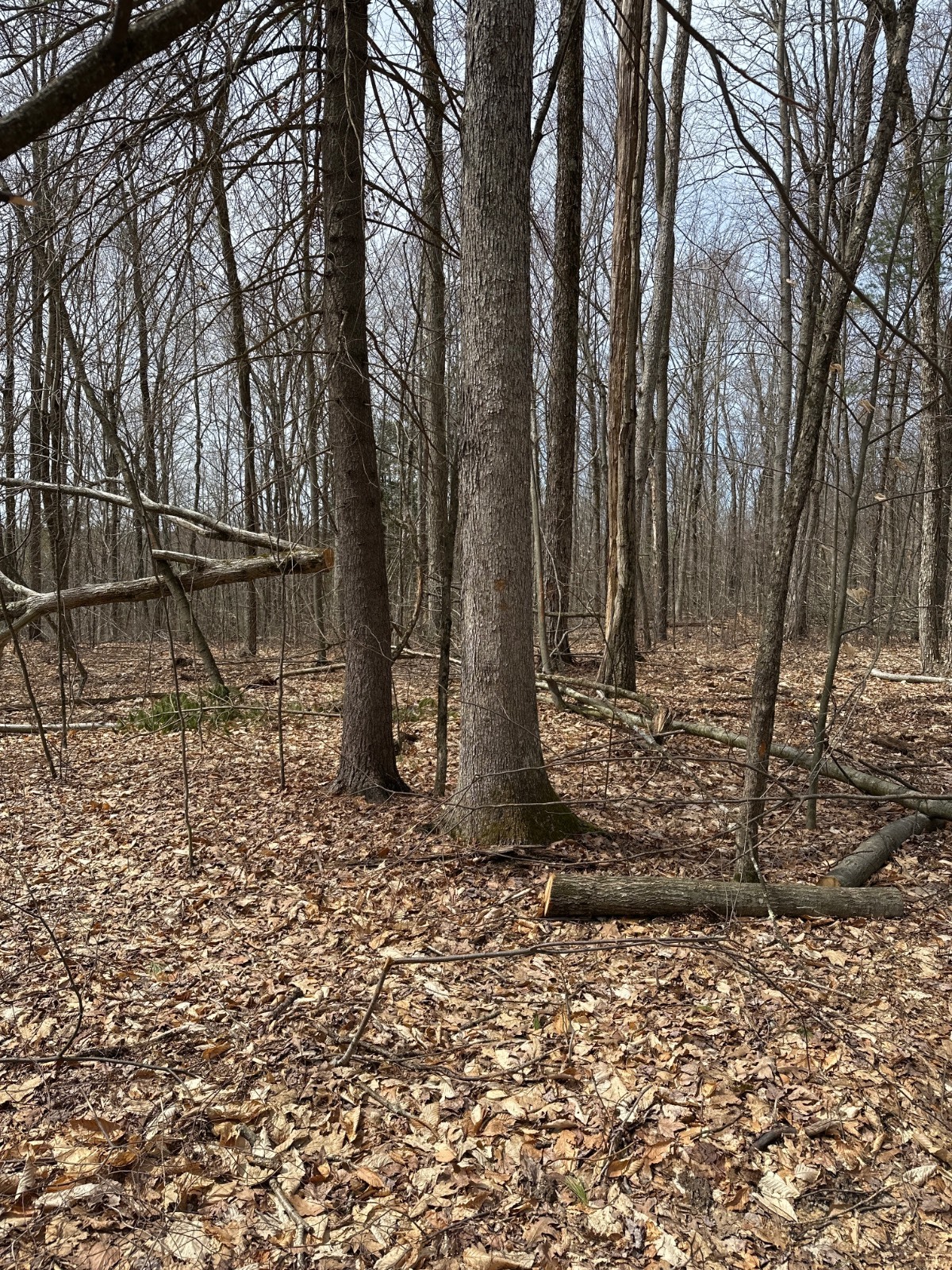 #17 photo, 159 White Birch Lake, Windsor , NY 13865