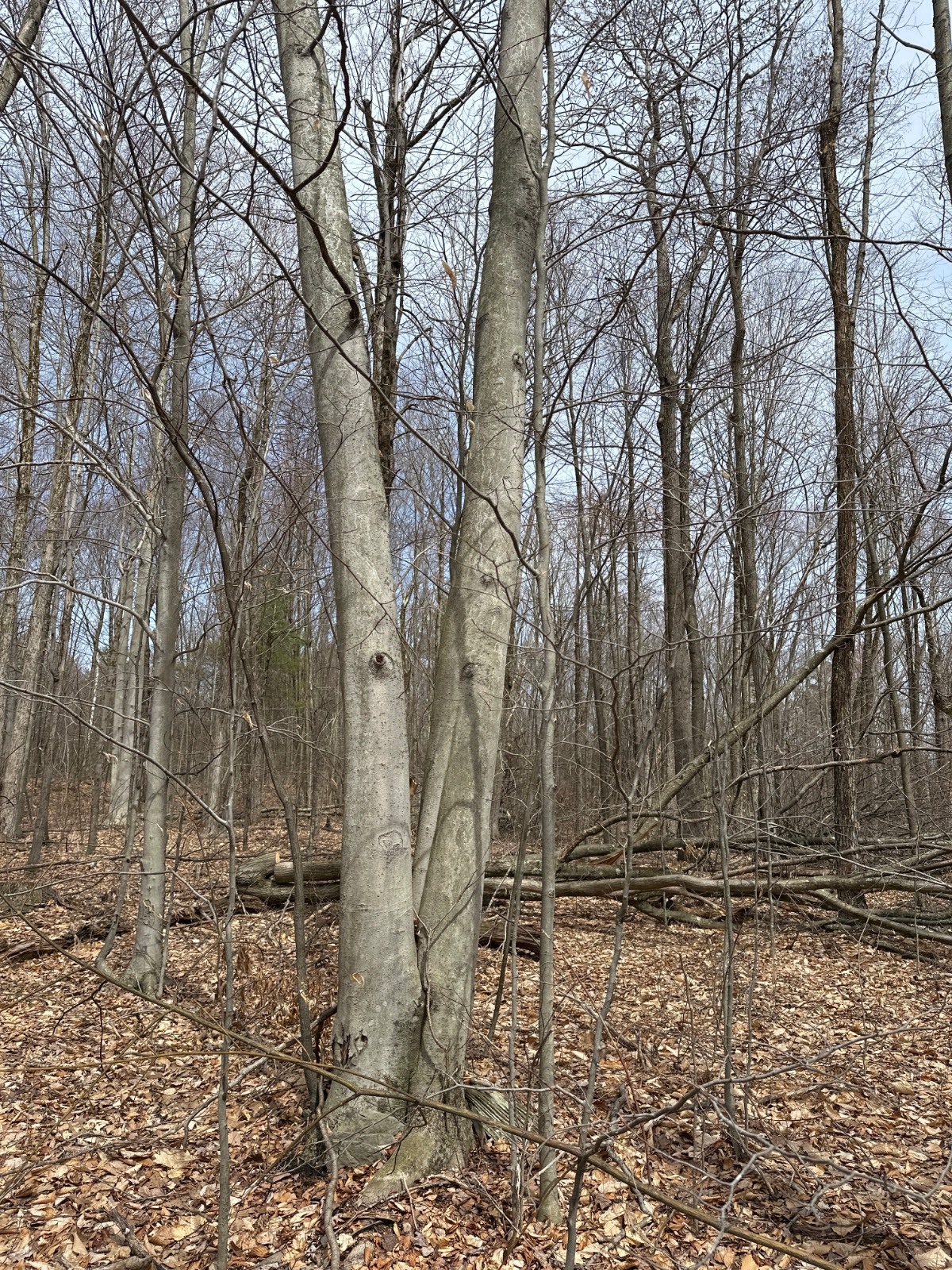 #18 photo, 159 White Birch Lake, Windsor , NY 13865