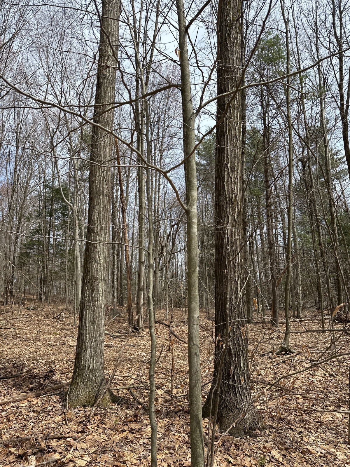 #20 photo, 159 White Birch Lake, Windsor , NY 13865