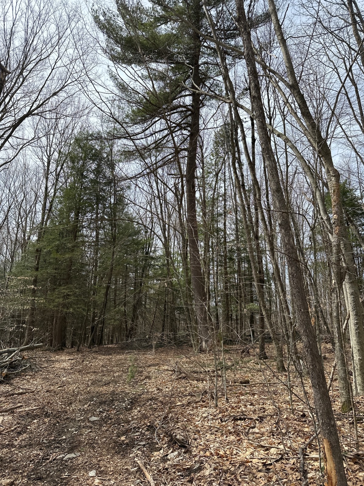 #21 photo, 159 White Birch Lake, Windsor , NY 13865