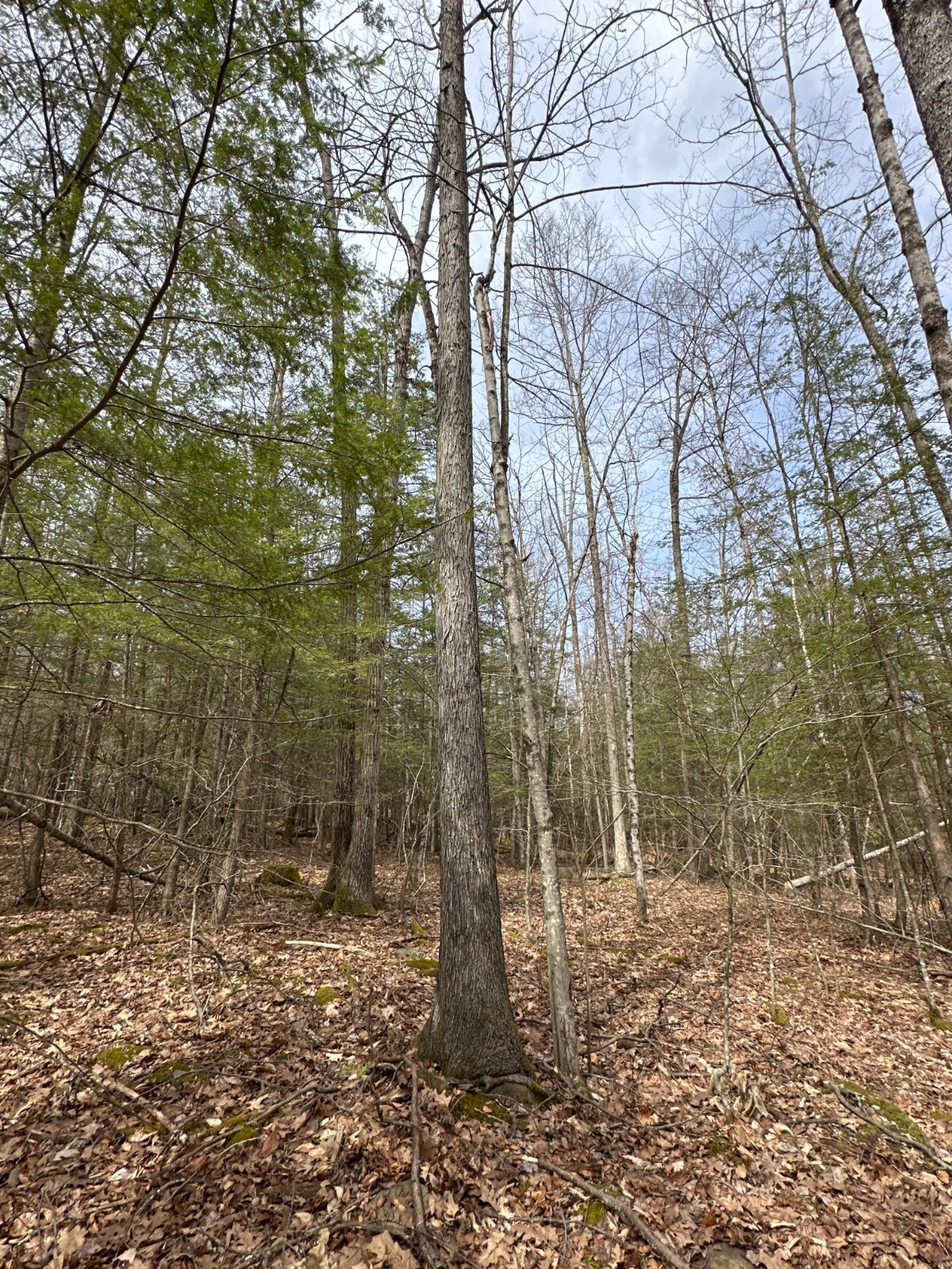 #23 photo, 159 White Birch Lake, Windsor , NY 13865