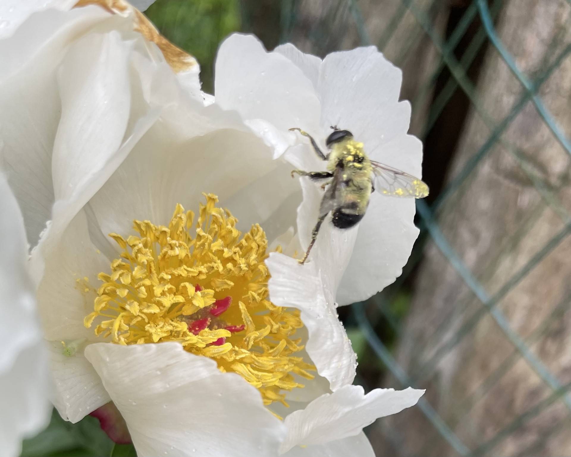 #30 photo, 15 Laurel Lane, サフォーク郡 Sag Harbor , NY 11963