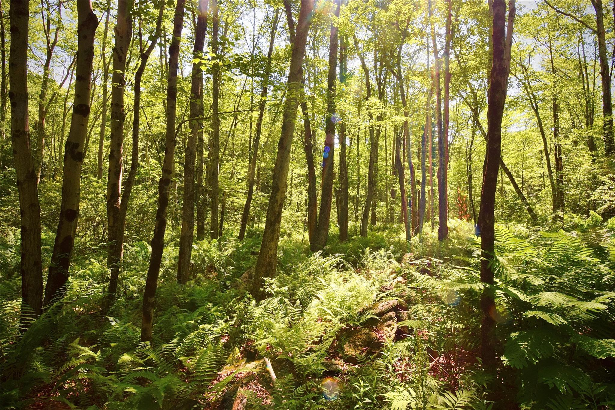 #10 photo, Rt. 52, 紐約州 Ellenville , NY 12489