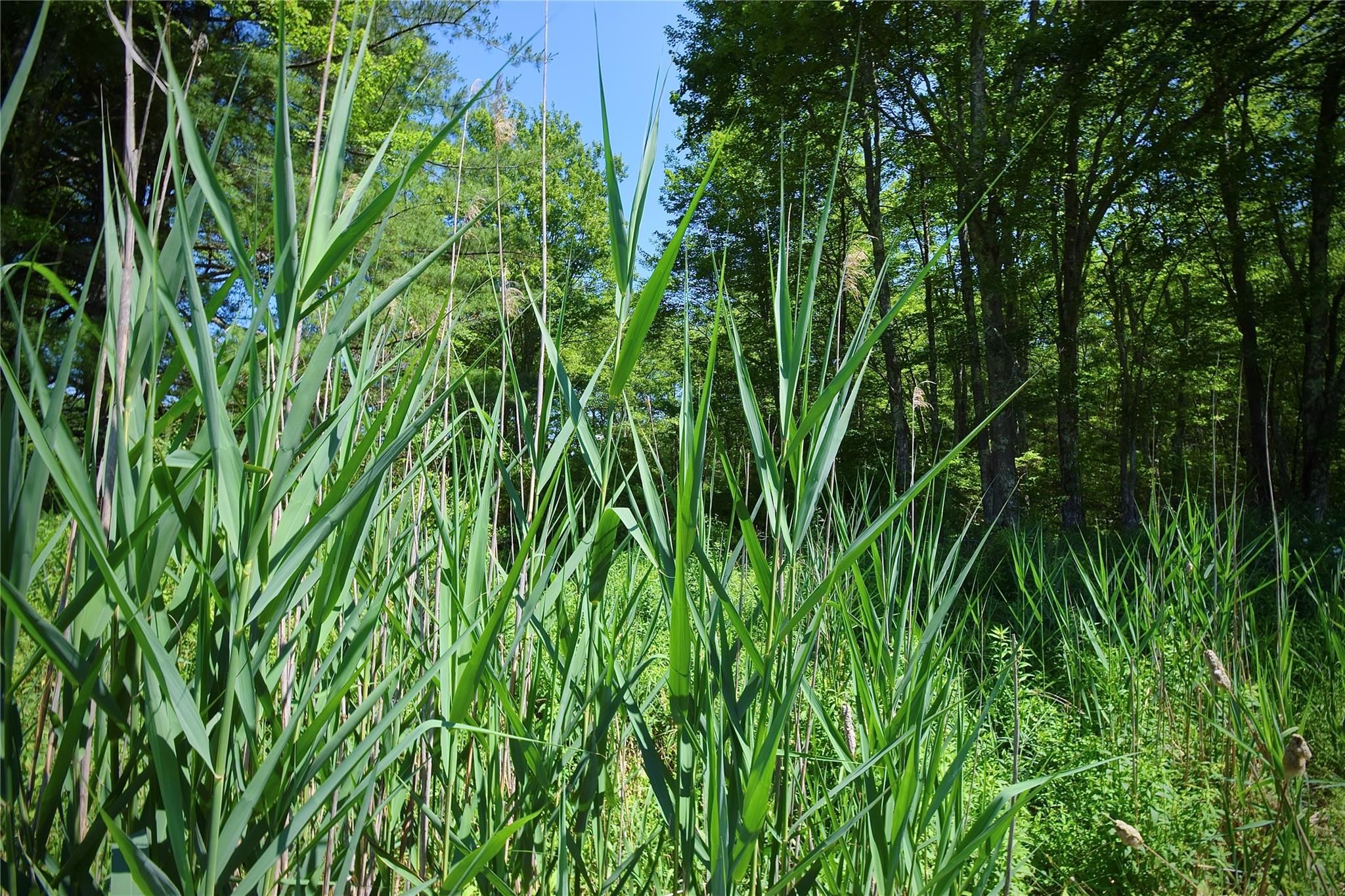 #17 photo, Rt. 52, 紐約州 Ellenville , NY 12489