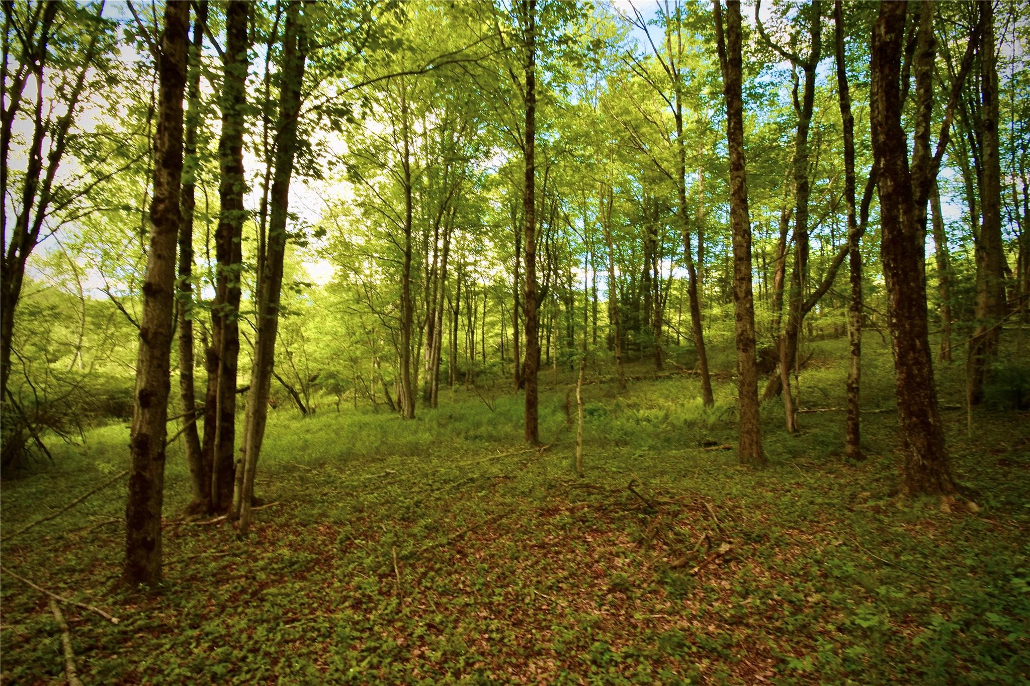 #4 photo, Rt. 52, 紐約州 Ellenville , NY 12489