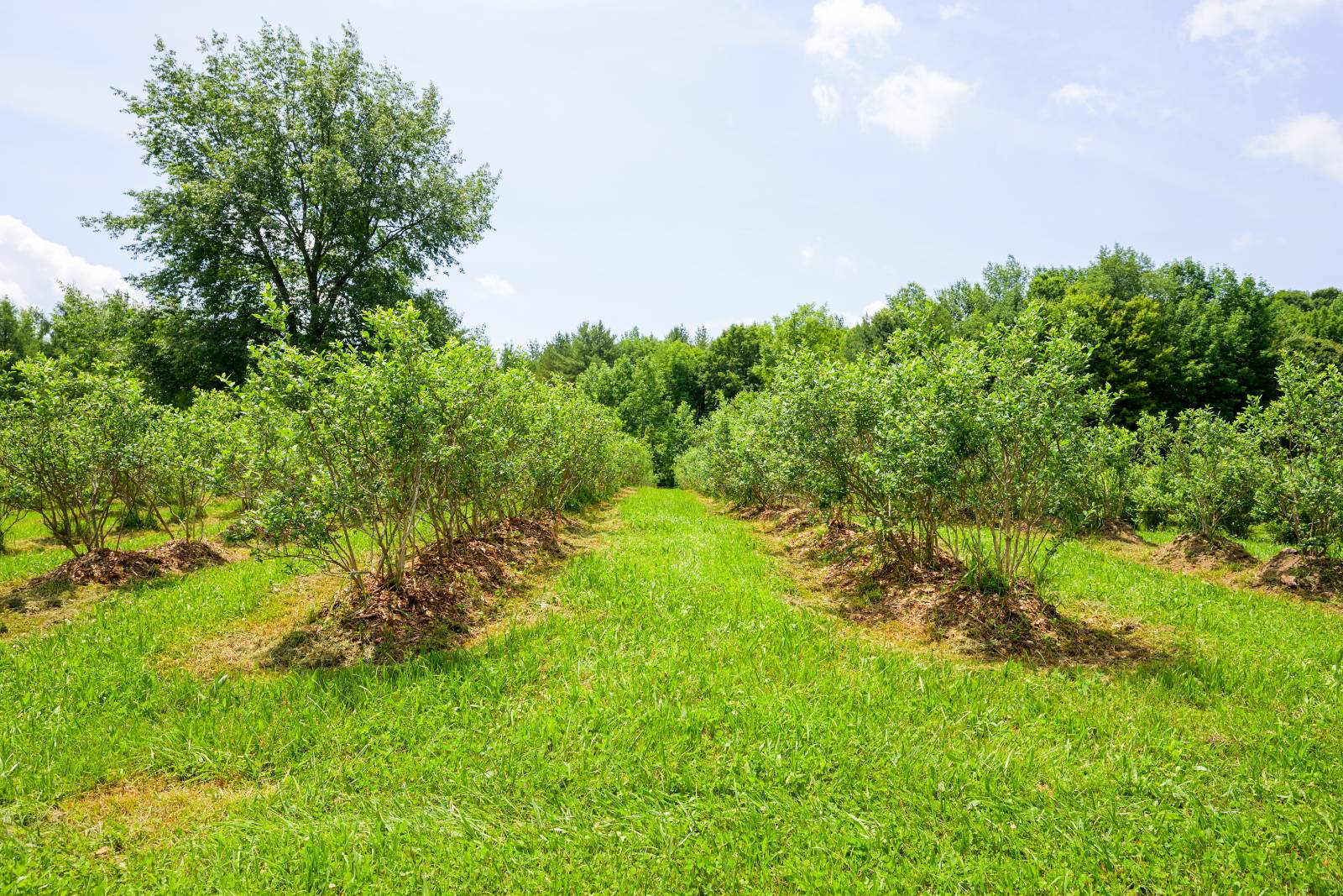 #25 photo, 220 Belden Corners Rd, Dolgeville , NY 13329