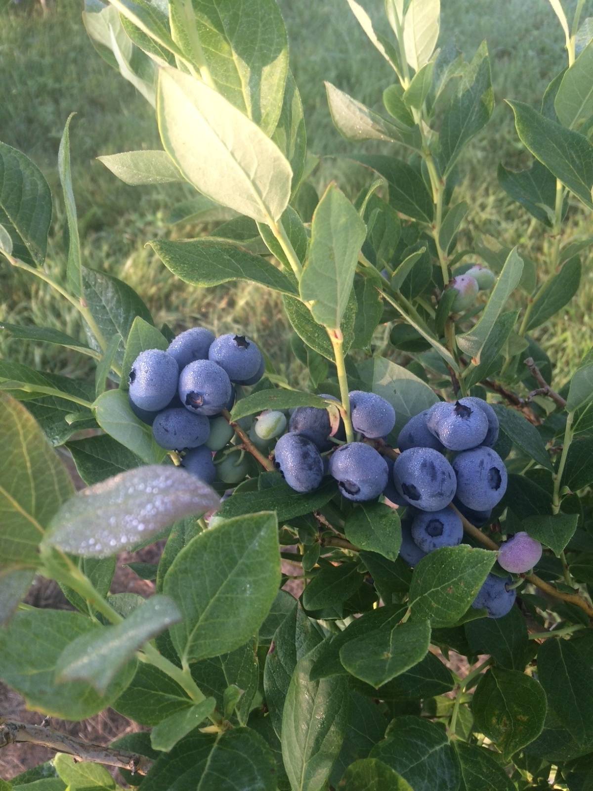 #5 photo, 220 Belden Corners Rd, Dolgeville , NY 13329