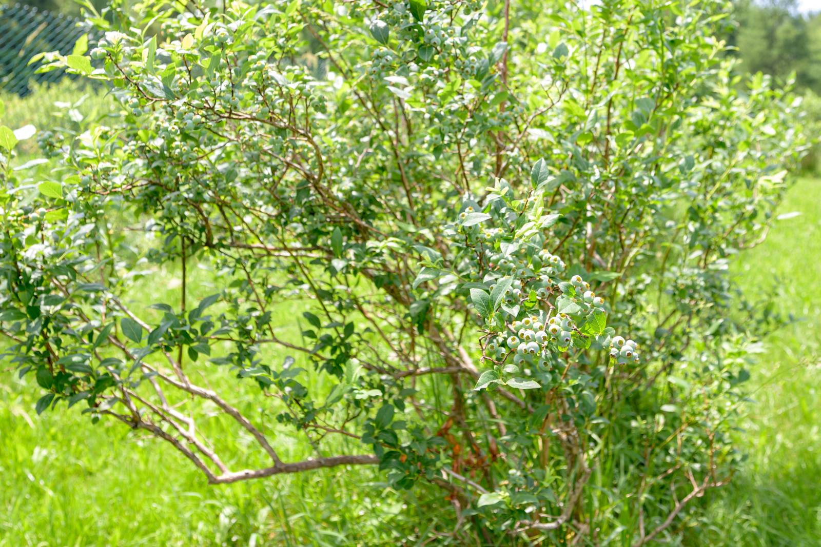 #7 photo, 220 Belden Corners Rd, Dolgeville , NY 13329